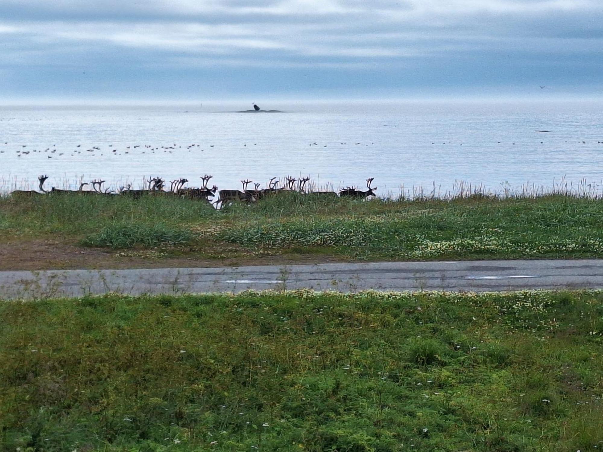 Feriehus Ved Barentshavet - Holiday Home By The Barents Sea Ytre Kiberg Εξωτερικό φωτογραφία